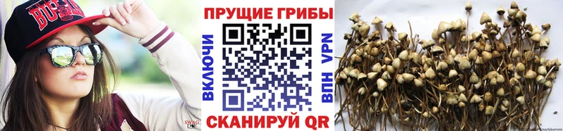 Псилоцибиновые грибы прущие грибы Мирный